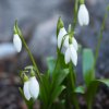 Kräuter und Blüten